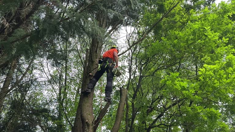 How Our Tree Care Process Works  in  Baltimore, OH